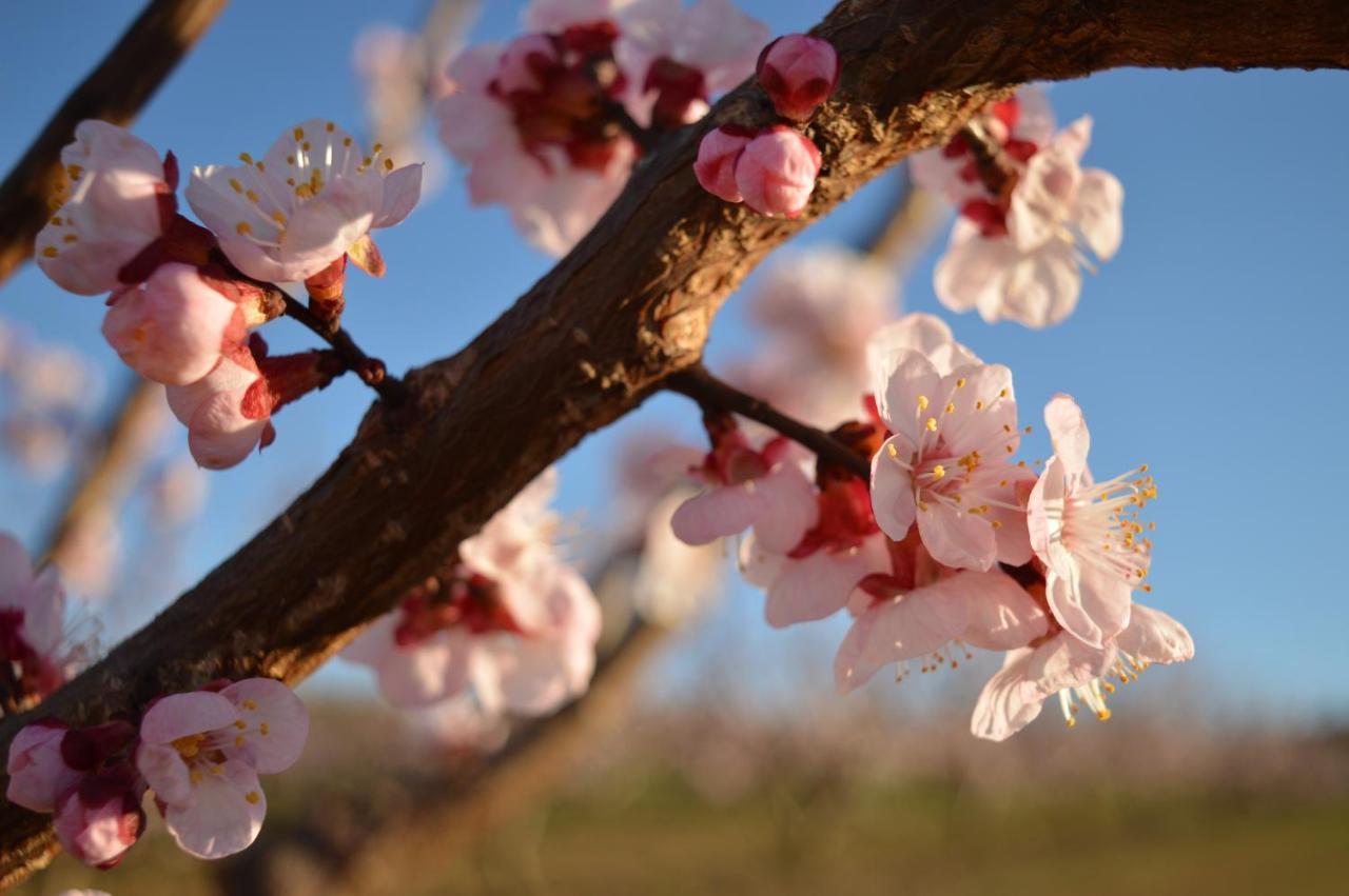 Bed & Tours Dimora Di Campagna Bed & Breakfast Castelnuovo Belbo Bagian luar foto
